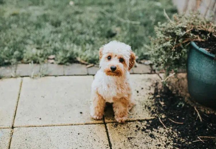 how to stop your dog from destroying the garden and what to do with a destructive puppy