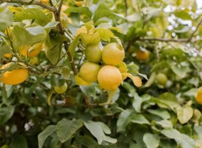 how to water a lemon tree in summer