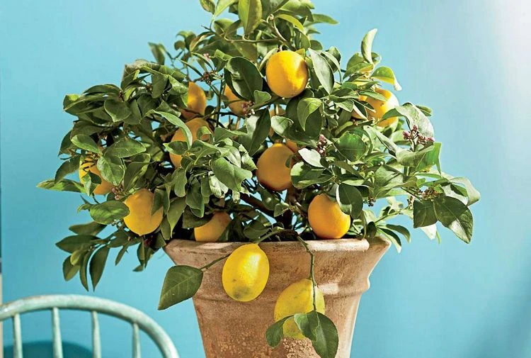 how to water a lemon tree in summer tips