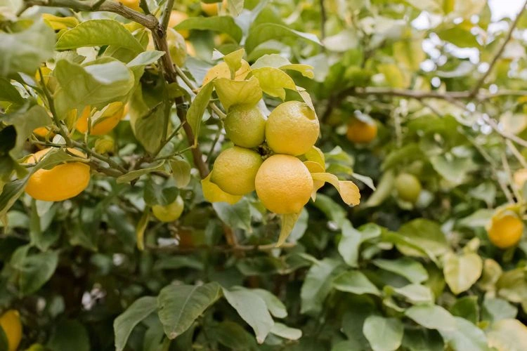 how to water a lemon tree in summer to have a bountiful and healthy harvest