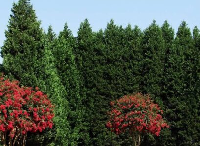 leyland cypress fast growing shade tolerant evergreen shrubs
