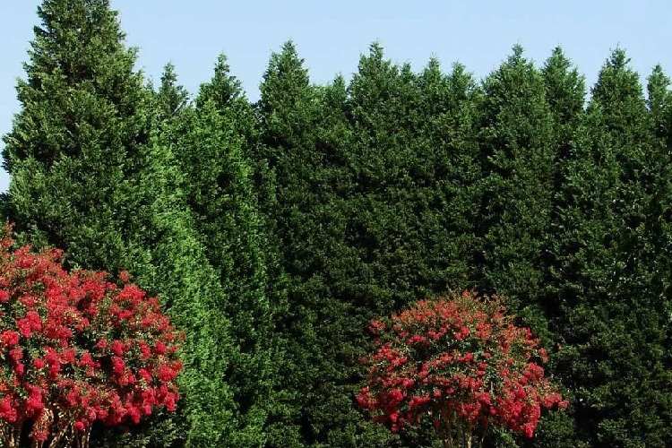 leyland cypress fast growing shade tolerant evergreen shrubs