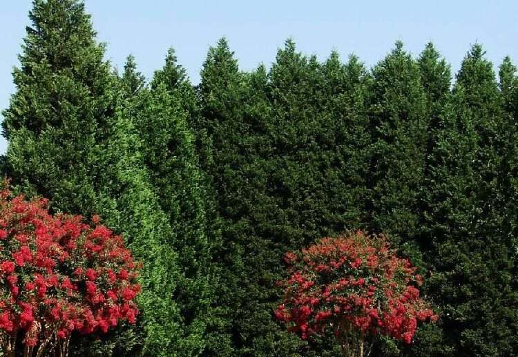 leyland cypress fast growing shade tolerant evergreen shrubs