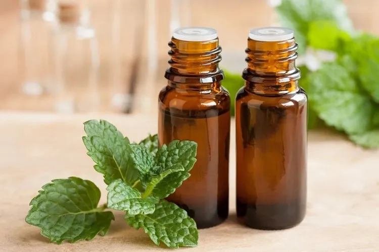 peppermint essential oil scent against aphids