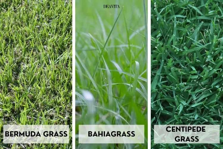 The Best Grass Seed for Your Lawn - A Complete Guide!