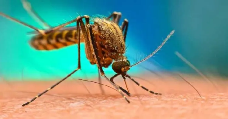 what colors do mosquitoes ignore