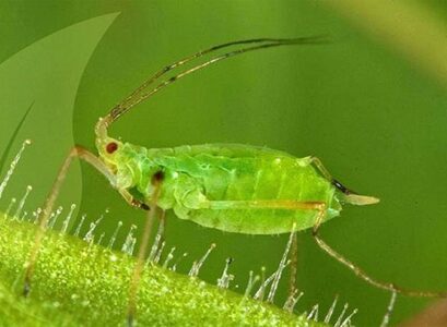what do aphids hate the most