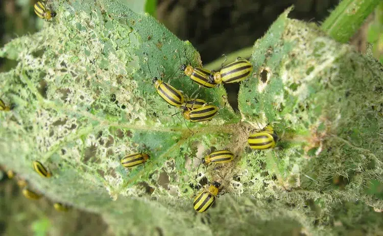 what eats cucumber leaves how to get rid of this pest