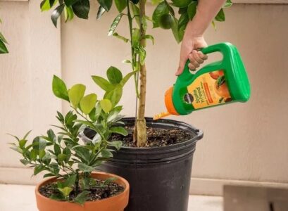 what is the best fertilizer for citrus trees in pots when is the best time to fertilize