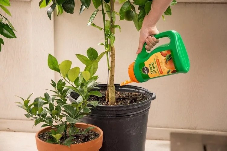 what is the best fertilizer for citrus trees in pots when is the best time to fertilize