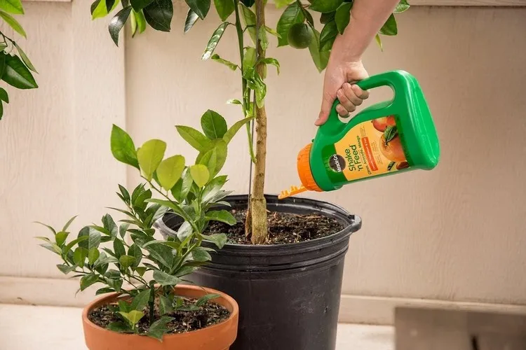 what is the best fertilizer for citrus trees in pots fertilizer rich in potassium nitrogen and phosphorus