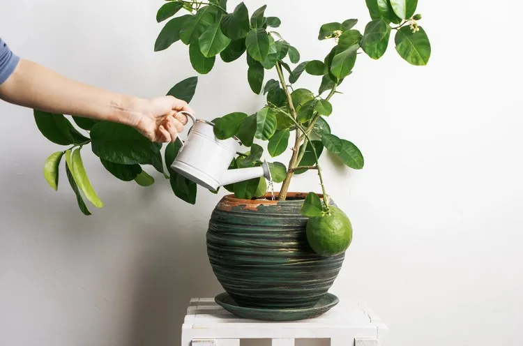 what is the best fertilizer for citrus trees in pots natural fertilizers