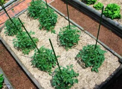 what is the best mulch for tomatoes