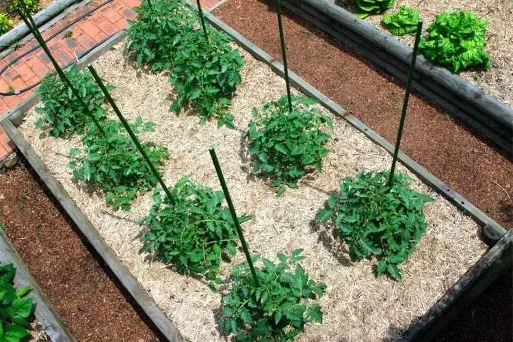 what is the best mulch for tomatoes