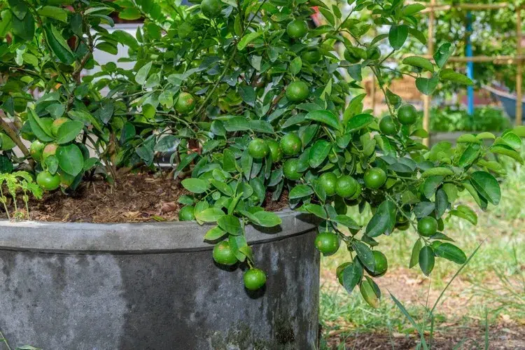 when to fertilize citrus trees in pots