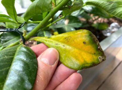 why cherry laurel leaves turn yellow