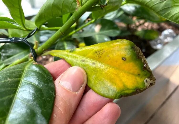 why cherry laurel leaves turn yellow