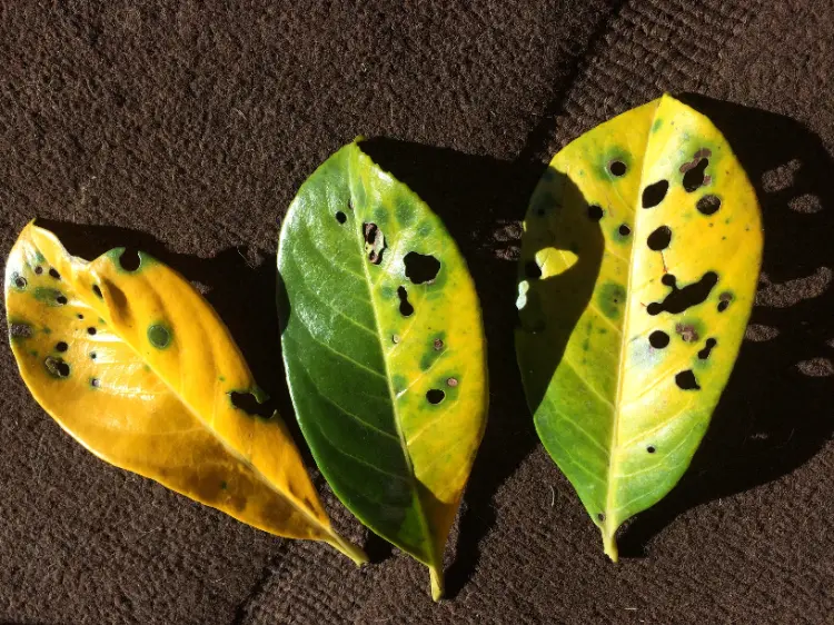 why cherry laurel leaves turn yellow or brown causes diseases
