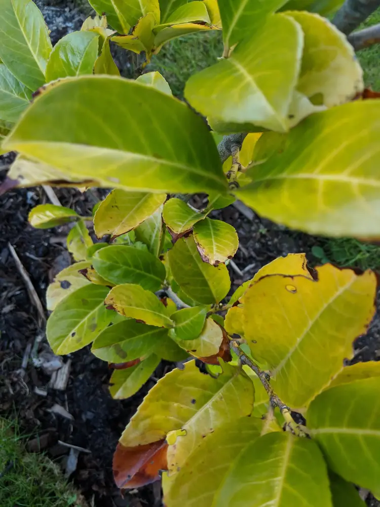 why cherry laurel leaves turn yellow or brown causes prevention