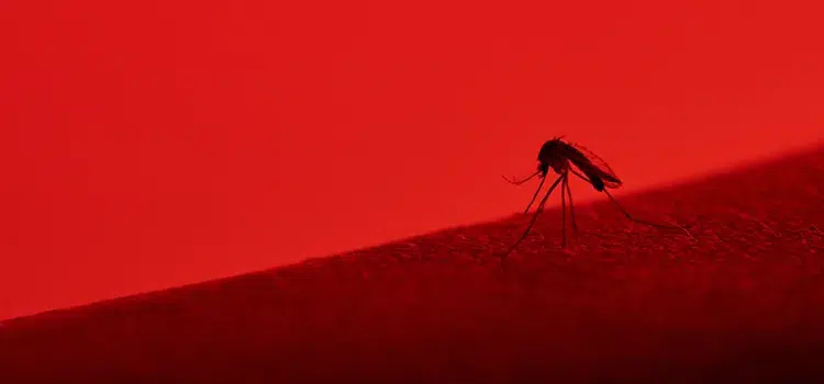 why do these colors attract mosquitoes