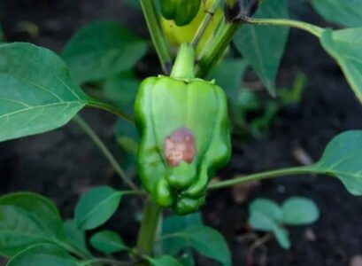 why peppers have brown or black spots what to do