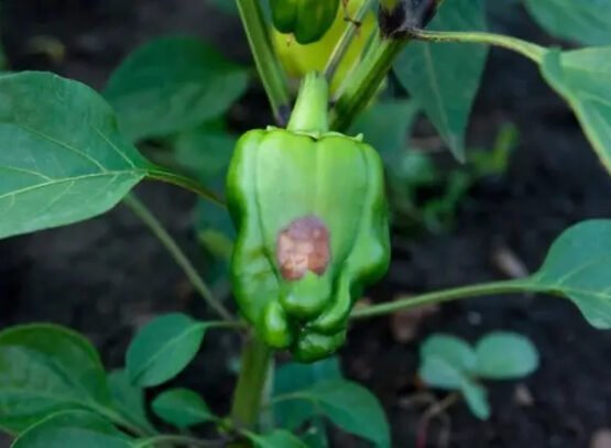 why peppers have brown or black spots what to do