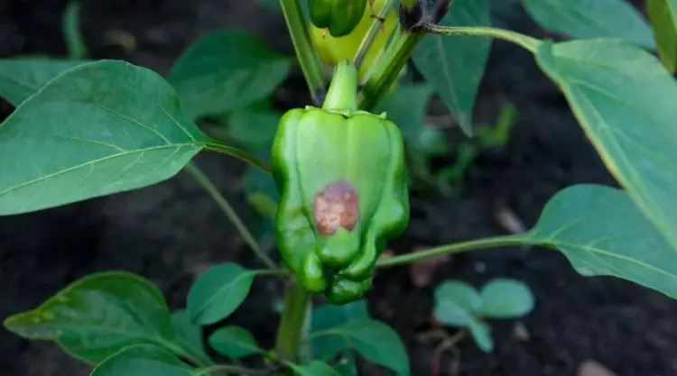 why peppers have brown or black spots what to do