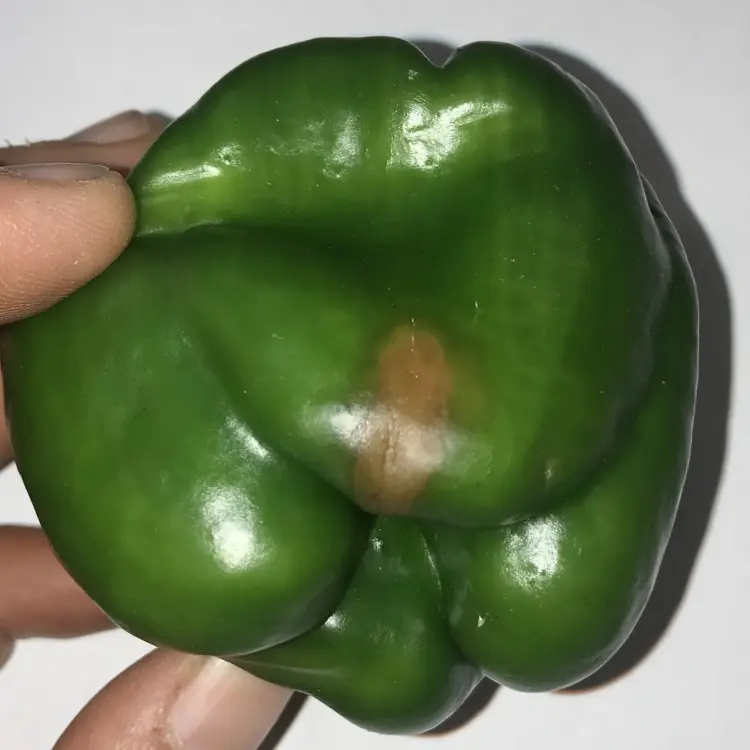 why peppers have brown or black spots blossom end rot