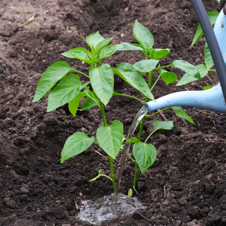 why peppers have brown or black spots calcium defficiency symptoms