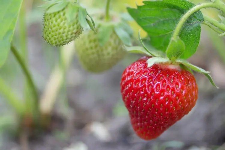 why strawberries do not ripen common reasons and problems