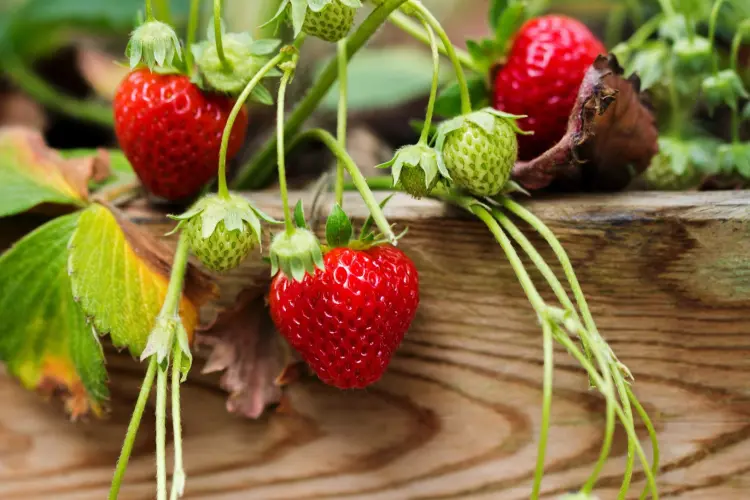 why strawberries do not ripen common reasons problems and solutions