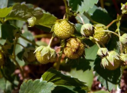 why strawberries do not ripen tips to speed up ripening