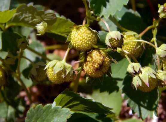 why strawberries do not ripen tips to speed up ripening