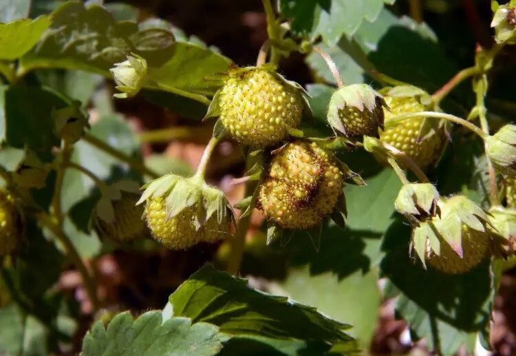 why strawberries do not ripen tips to speed up ripening