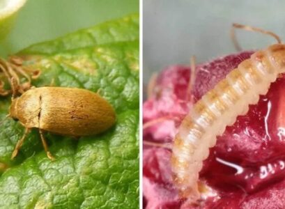 why worms in raspberries appear and how to deal with the problem