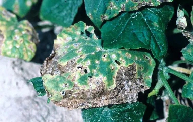 angular leaf spot disease