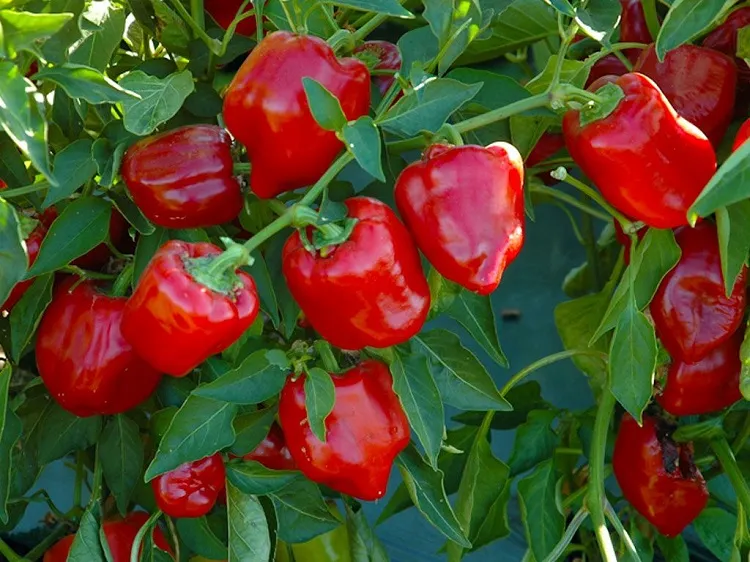 bell peppers the best vegetables to plant in july in california (1)