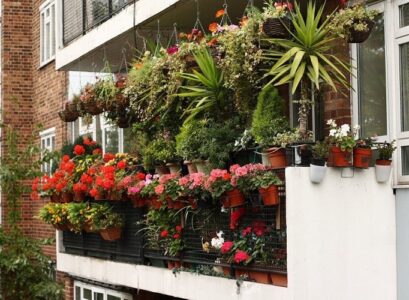 best low maintenance plants for balcony hanging garden with vining flowers