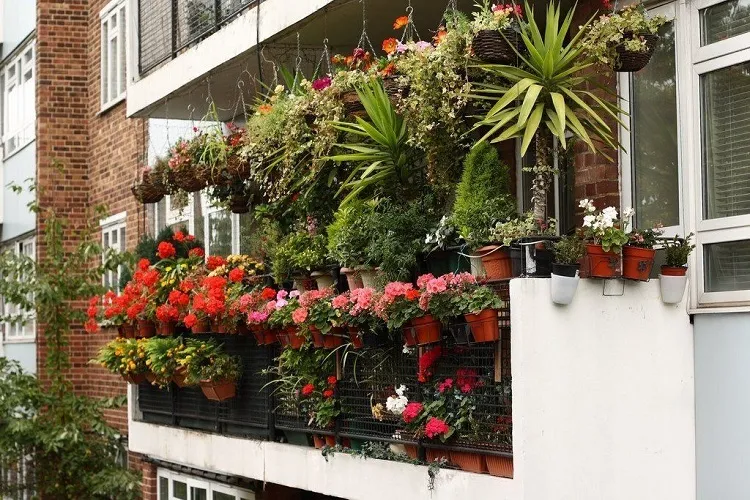 best low maintenance plants for balcony hanging garden with vining flowers