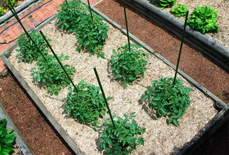 best mulch for tomatoes protect tomatoes from the heat wave