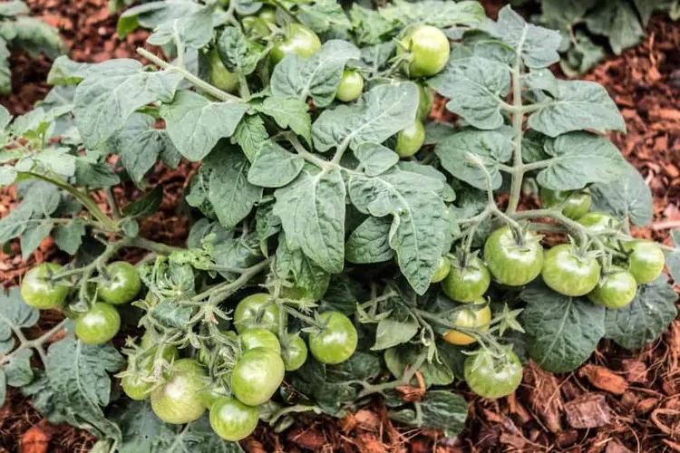 best mulch for tomatoes taking care of tomatoes in summer heat wave