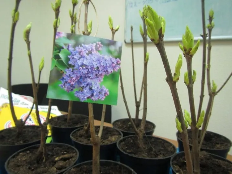 best time to plant california lilac in spring