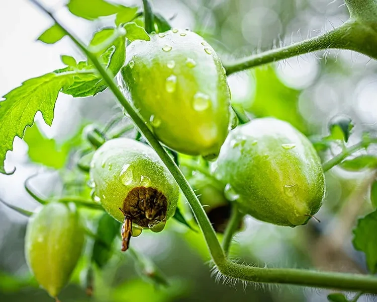 black spots on tomato on plant