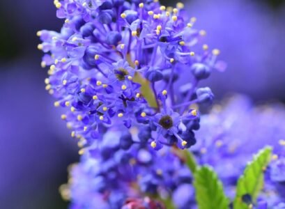 california lilac bloom time blooms in tender blue palette