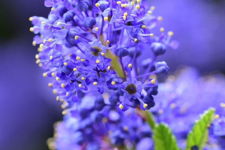 california lilac bloom time blooms in tender blue palette