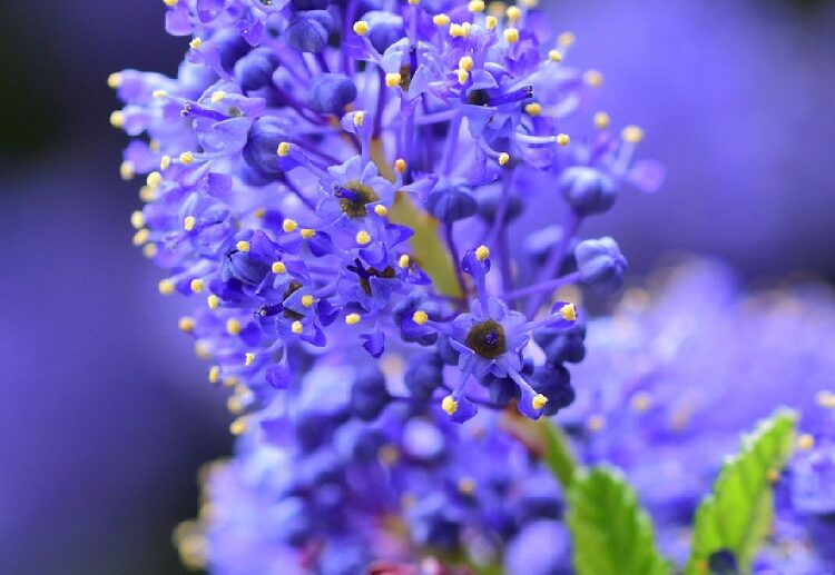 california lilac bloom time blooms in tender blue palette
