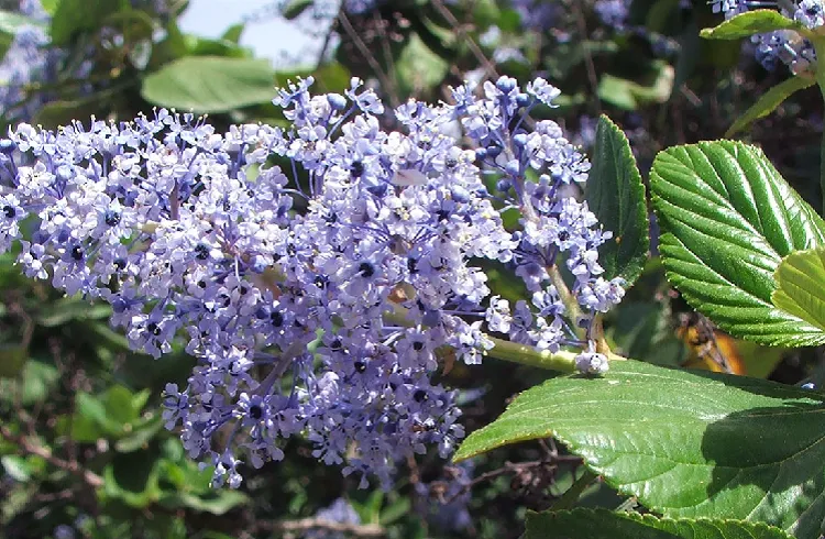 california lilac pros and cons loved by garderners