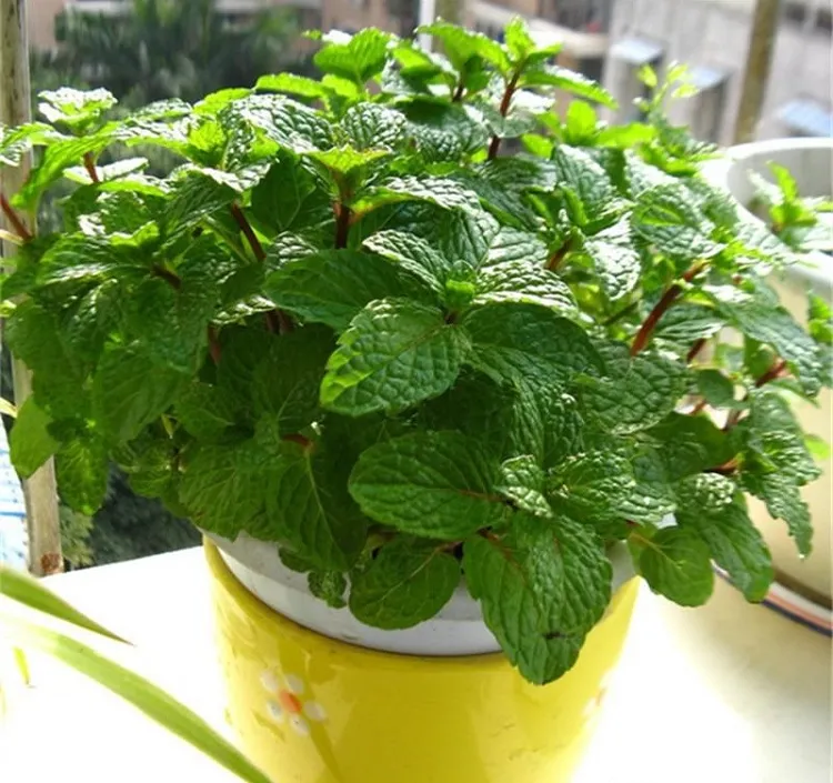 can you grow mint indoors