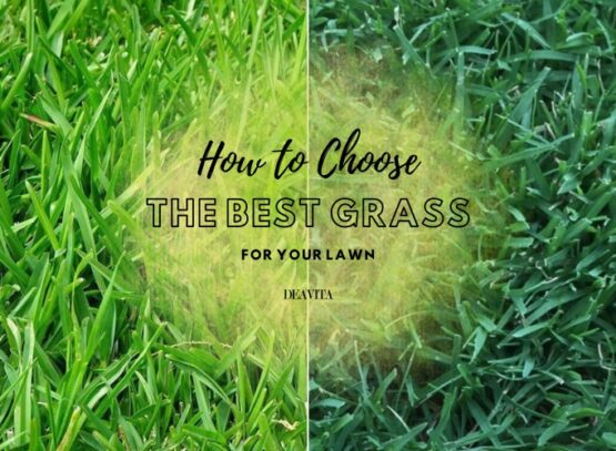 choose the best grass for your lawn region based cool warm season transition zone