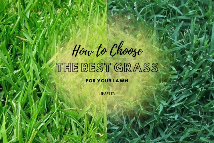 The Best Grass Seed for Your Lawn - A Complete Guide!